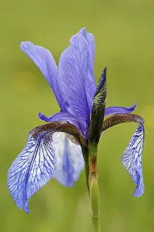 Blue Flowering Plant Prints: Blue iris, bloom