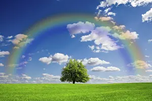 Solitary Oak Tree Prints: Blue Planet