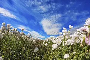 Blue Sky Photography Prints: In the blue sky floating light white clouds