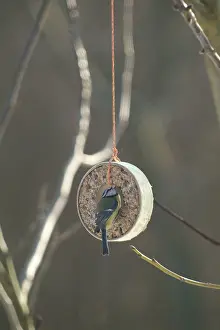 Blue Tit Bird Prints: Blue tit