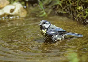 Blue Tit Bird Bath Prints: Blue tit, parus caeruleus, bath