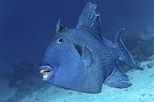 Prints of Blue triggerfish (Pseudobalistes fuscus), Red Sea, Egypt Blue Triggerfish Prints: Blue Triggerfish Print, Red Sea, Egypt