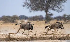 Blue wildebeest (Connochaetes taurinus)