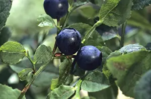 Fresh Fruits Prints: Blueberries