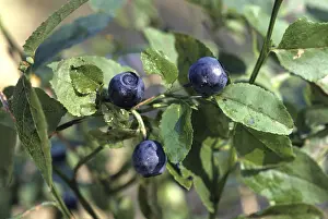 European Blueberry Prints: Blueberries