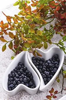 European Blueberry Prints: Blueberry