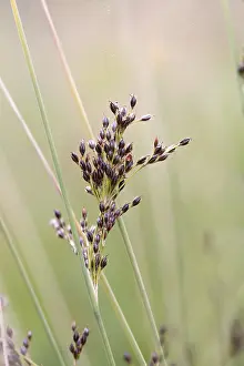 Central Europe Nature Scenes Prints: Bluegreen rush (Juncus inflexus)