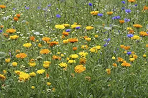 Colorful Meadow Flowers Prints: Blumenwiese