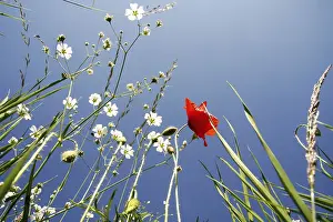 Red Poppy Field Prints: Blumenwiese