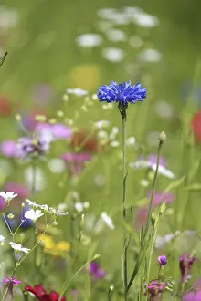 Framed Print : Print of a Field with Flowers Framed Print : Print of a Field with Flowers