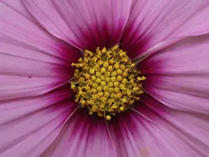 Empty Landscape With Flowers Prints: Blute einer Aster
Blte einer Aster