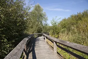 Prints of Boardwalk through septic drain fields, nature reserve, Munster, Munsterland, North Rhine-Westphalia, Germany Boardwalk through septic drain fields, nature reserve, Mnster, Mnsterland Munster Prints: Boardwalk through septic drain fields Print, Munsterland Germany