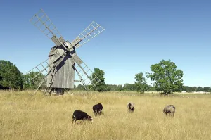 Kalmar Lan Landscape Photography Prints: Bock windmill and sheep, grass
