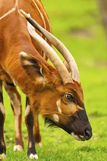 Prints of Bongo (Tragelaphus eurycerus) on a meadow in spring, portrait, captive, Germany Bongo Prints: Bongo in Springtime Print, Germany
