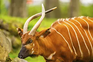 German Wildlife Photography Prints: Bongo (Tragelaphus eurycerus) on a meadow in spring