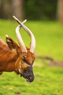 Prints of Bongo (Tragelaphus eurycerus) on a meadow in spring, portrait, captive, Germany Bongo Prints: Bongo on a German Meadow Print