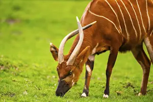 Wildlife Germany Prints: Bongo (Tragelaphus eurycerus) on a meadow in spring
