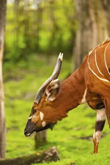 Prints of Bongo (Tragelaphus eurycerus) on a meadow in spring, portrait, captive, Germany Bongo Prints: Bongo in Springtime Print, Germany