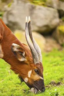 Antelope Species Prints: Bongo (Tragelaphus eurycerus) on a meadow in spring