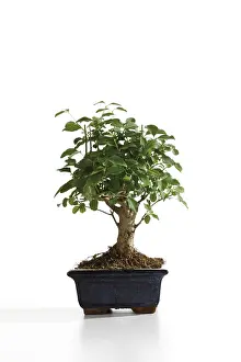 Bonsai Tree Prints: Bonsai