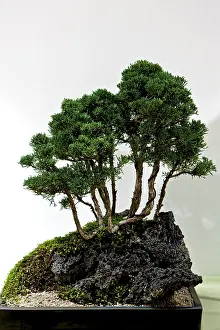 Indoor Plant Prints: Bonsai tree