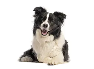 Border Collie Portrait Prints: Border collie panting and lying down