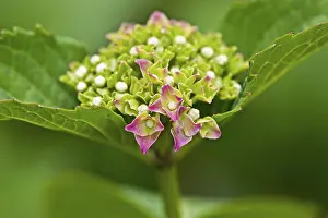 Ornamental Plant Prints: Botany, Farmer's hydrangea (Hydrangea macrophylla)