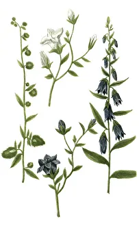 Historical Print of Nettle-leaved Bellflower (Campanula)