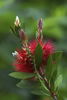 Nature Landscape Photography Prints: Bottlebrush