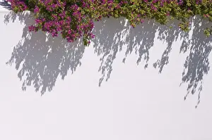 Espalier Plant Photography Prints: Bougainvilleas casting a dramatic shadow