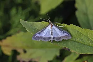 Framed Print : Box Tree Moth Print, Close-up on a Leaf