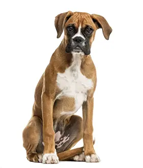 Pedigree Dog Looking At Camera Prints: Boxer sitting in front of a white background