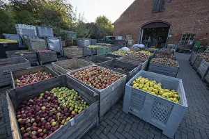 German Fruit Delivery Prints: Boxes of fruit delivered to the yard of a cidery