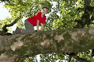 Deciduous Tree Images Prints: Boy climbing a deciduous tree