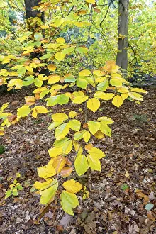 Deciduous Tree Branch Prints: Branch of a beech tree in autumn