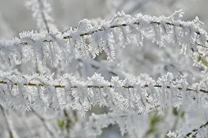 Images Dated 20th January 2024: Branch with Hoarfrost Print