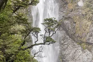 Oceania Nature Photography Prints: Branch of a tree in front of waterfall