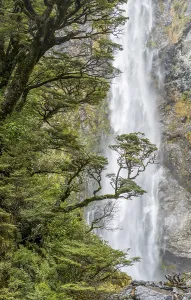 Oceania Nature Photography Prints: Branch of a tree in front of waterfall