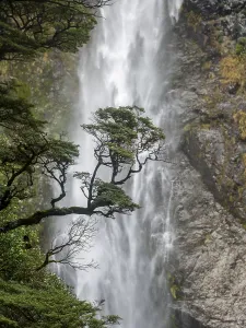 Devils Punchbowl Falls Landscape Prints: Branch of a tree in front of waterfall