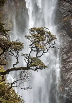 Uninhabited Waterfront Scenery Prints: Branch of a tree in front of waterfall