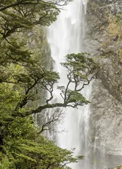 Devils Punchbowl Falls NZ Prints: Branch of a tree in front of waterfall