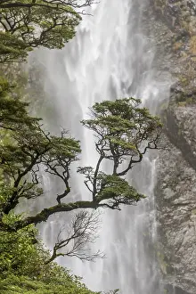 Oceania Nature Photography Prints: Branch of a tree in front of waterfall