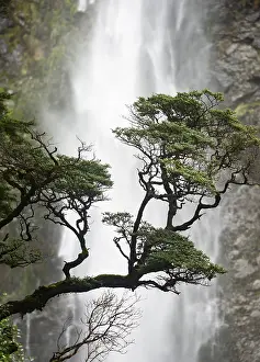 Devils Punchbowl Falls Landscape Prints: Branch of a tree in front of waterfall