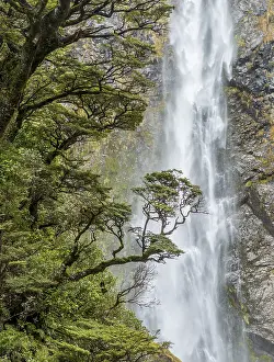 Devils Punchbowl Falls NZ Prints: Branch of a tree in front of waterfall
