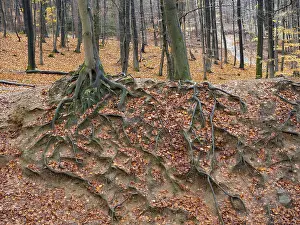 Beech Roots Prints: Branched beech roots dig into the soil
