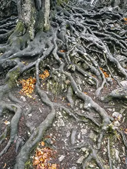 Beech Roots Prints: Branched beech roots dig into the soil
