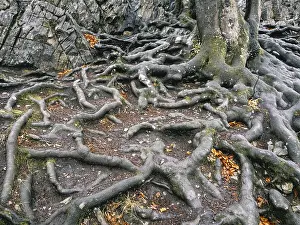 Beech Roots Prints: Branched beech roots dig into the soil