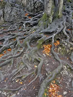 Beech Roots Prints: Branched beech roots dig into the soil