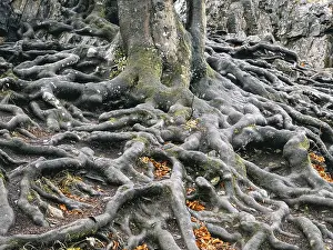 Beech Roots Prints: Branched beech roots dig into the soil