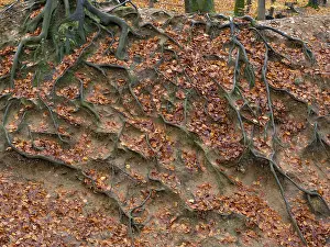 North Rhine Westphalia Europe Prints: Branched beech roots dig into the soil